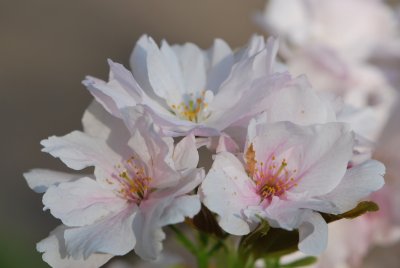 Prunus serrulata 'Amanogawa' - višeň pilovitá 'Amanogawa' (sakura) - květy (2)